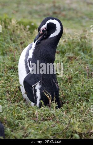 Magellan Pinguin Spheniscus magellanicus Banque D'Images