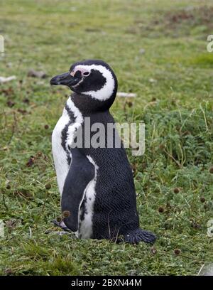 Magellan Pinguin Spheniscus magellanicus Banque D'Images