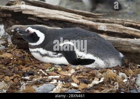 Magellan Pinguin Spheniscus magellanicus Banque D'Images