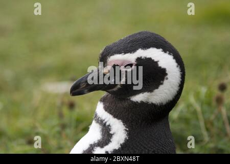 Magellan Pinguin Spheniscus magellanicus Banque D'Images