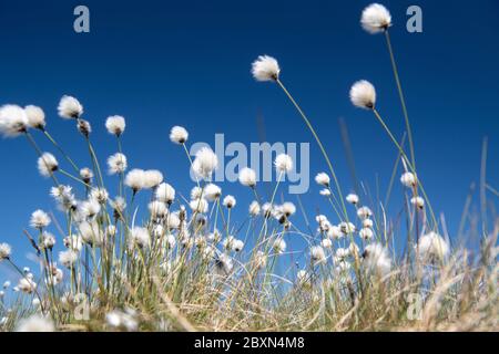 Coton, Eriophorum angustifolium, floraison sur la lande à Arkengarthdale, Yorkshire Dales, Royaume-Uni. Banque D'Images