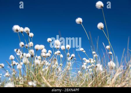 Coton, Eriophorum angustifolium, floraison sur la lande à Arkengarthdale, Yorkshire Dales, Royaume-Uni. Banque D'Images