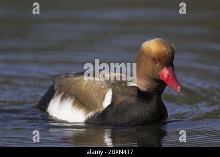 Netta rufina, Red-Crested Pochard, Europe Banque D'Images