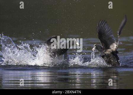 Coot, allemagne, fulica atra Banque D'Images