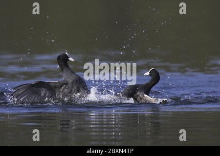 Coot, allemagne, fulica atra Banque D'Images