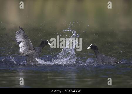 Coot, allemagne, fulica atra Banque D'Images