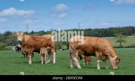Vache et veau Limousin, dans un pâturage, Écosse, Royaume-Uni. Banque D'Images