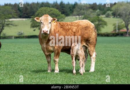 Vache et veau Limousin, dans un pâturage, Écosse, Royaume-Uni. Banque D'Images