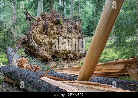 Le changement climatique menace les forêts européennes.la perte de bois dans les forêts européennes causée par les dommages causés par les tempêtes continue d'augmenter. Banque D'Images