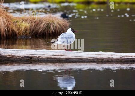 Tern est assis sur une bûche, sur un fond d'eau et de buttes de marais en arrière-plan Banque D'Images