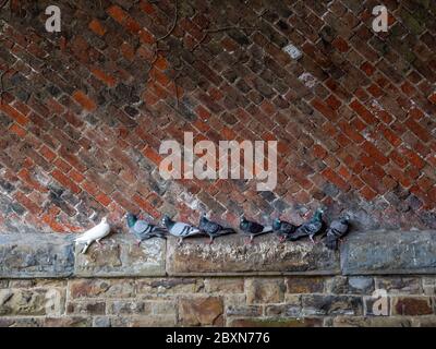 Les pigeons se réfugient sous une voûte en briques apparentes, sous un toit de voûte. Timbourin, plafond boveda. Ancien tunnel ferroviaire. Banque D'Images