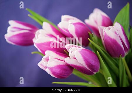 Tulipes violet et blanc Sewen sur bakground bleu clair Banque D'Images