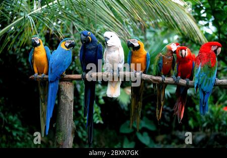 molukkenkakadu, cacatua molcensis, cacatoès à saumon, cacatoès à saumon, cacatoès à molucan, cacakatoès à rose, cacatoès à saumon, Banque D'Images