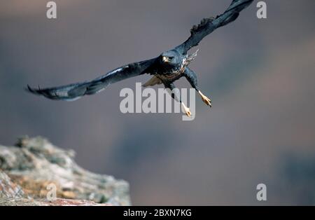 buteo rufofuscus, Falco rufofuscus, bouteur de chacal, augur Buzzard, Jackal Buzzard, réserve naturelle du château des géants, Afrique du Sud Banque D'Images