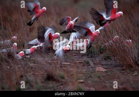 roseate cafatoo, faune, australie Banque D'Images