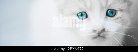 Charmant chaton blanc moelleux avec des yeux bleus. Banque D'Images