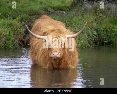La vache de bétail des Highlands prend un bain pour se rafraîchir dans la rivière Wey près de Guildford, Surrey, Angleterre. Le troupeau se broute sur les rives de la rivière tout l'été lo Banque D'Images