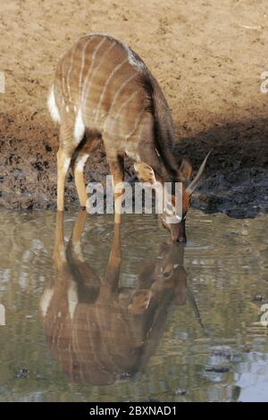 Femelle Nyala, Tragelaphus angasii, Mkuzi NP, afrique du Sud Banque D'Images