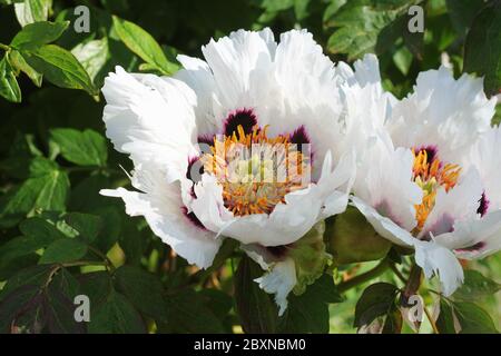 Pivoine d'arbre, fleurs blanches délicates Blooms, gros plan Banque D'Images