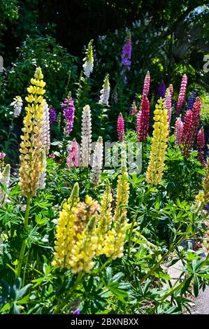 Beaucoup de lupins de différentes couleurs dans une frontière de fleur Royaume-Uni Banque D'Images