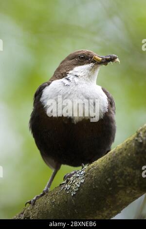 Cinclus Cinclus, balancier eurasien, Europe Banque D'Images