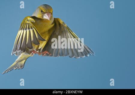 Européen Goldfinch, Carduelis carduelis, europa Banque D'Images