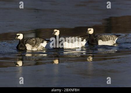 Nonnengans, Branta leucopsis, Barnacle Goose Banque D'Images