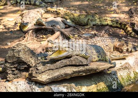 Crocodiles au Safari World Zoo de Bangkok en été Banque D'Images