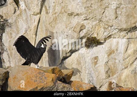 Condor andin dans les rochers au-dessus du lac Argentino, Argentine Banque D'Images