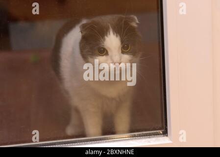 Un chat triste est derrière une porte en verre, attendant le propriétaire Banque D'Images