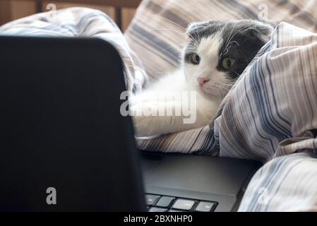 Un chat mignon intéressé se trouve devant un moniteur d'ordinateur portable dans le lit Banque D'Images