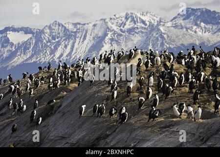 Colonie de Cormorans (Phalacrocorax) au canal Beagle, Tierra del Fuego, groupe de Cormorans Beagle-Channel, Argentine Banque D'Images