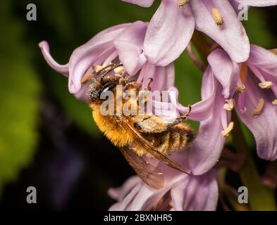 Buste d'abeille pollinisant la fleur à Cheshire, Angleterre, Royaume-Uni Banque D'Images