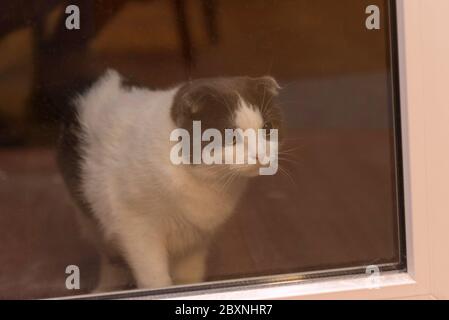 Un chat triste est derrière une porte en verre, attendant le propriétaire Banque D'Images