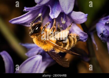 Buste d'abeille pollinisant la fleur à Cheshire, Angleterre, Royaume-Uni Banque D'Images