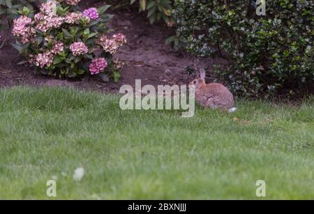 jeune lapin dans un jardin avec des fleurs et de l'herbe d'hortensia Banque D'Images