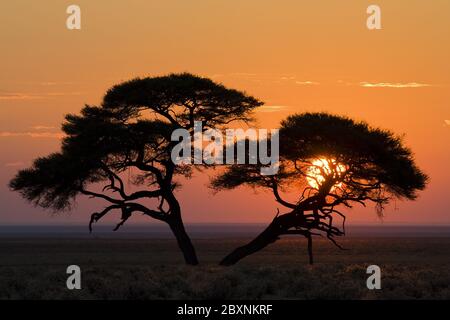 Parapluie Thorn Acacia au lever du soleil, Namibie, Afrique Banque D'Images