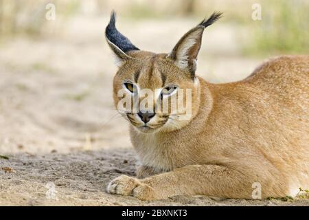 Lynx persan ou Lynx africain, Namibie, Afrique Banque D'Images