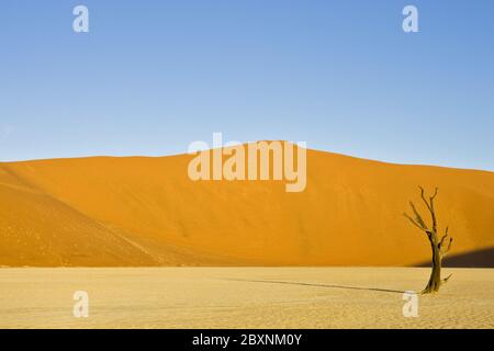 Bois mort sur une poêle à Loamy séchée, désert de Namib, Afrique Banque D'Images