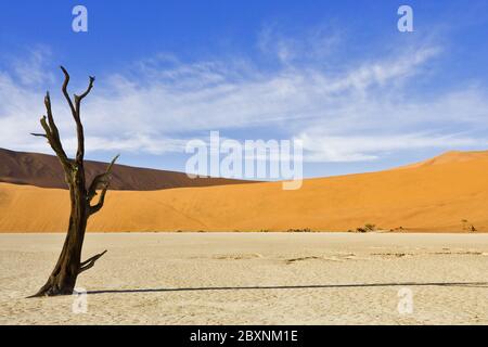 Bois mort sur une poêle à Loamy séchée, désert de Namib, Afrique Banque D'Images