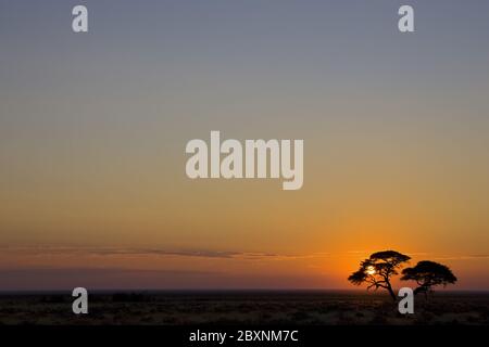 Parapluie Thorn Acacia au lever du soleil, Parc national d'Etosha, Afrique Banque D'Images