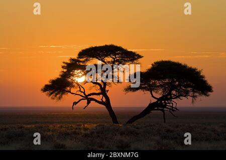 Parapluie Thorn Acacia au lever du soleil, Afrique Banque D'Images