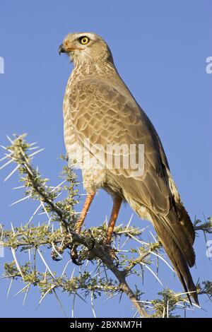 Jeune Pale chanting Gohawk, Etosha NP, Afrique Banque D'Images