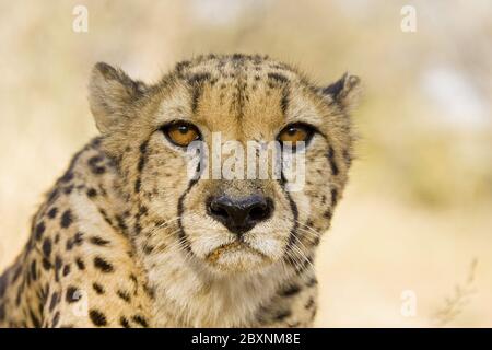 Cheetah, parc national Makgadikgadi pans, Botsuana, Afrique Banque D'Images