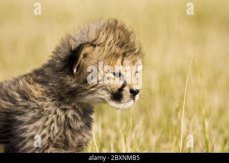 Cheetah Kitten, parc national Makgadikgadi pans, Botsuana, Afrique Banque D'Images