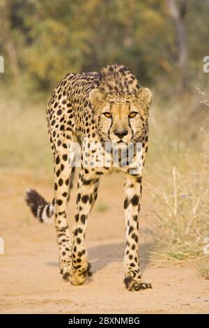 Cheetah, parc national Makgadikgadi pans, Botsuana, Afrique Banque D'Images