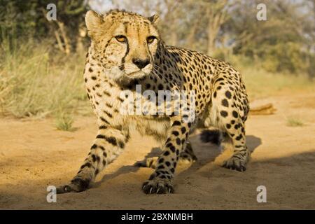 Cheetah, parc national Makgadikgadi pans, Botsuana, Afrique Banque D'Images