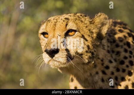 Cheetah, parc national Makgadikgadi pans, Botsuana, Afrique Banque D'Images