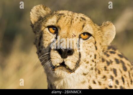 Cheetah, parc national Makgadikgadi pans, Botsuana, Afrique Banque D'Images