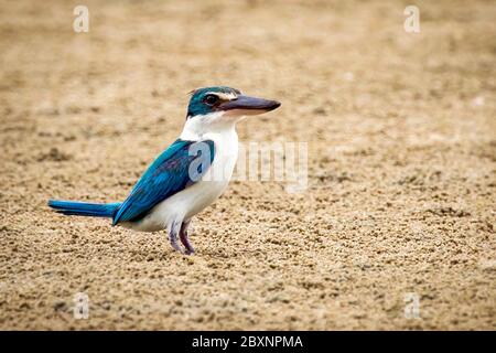 Image du Kingfisher (Tobraphus chloris) sur le sable. Oiseau. Animaux. Banque D'Images